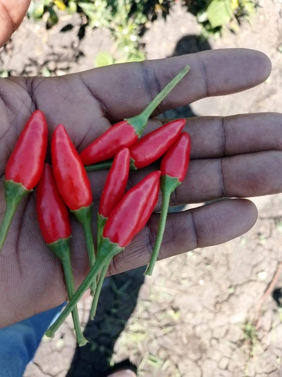 Fresh chillies
