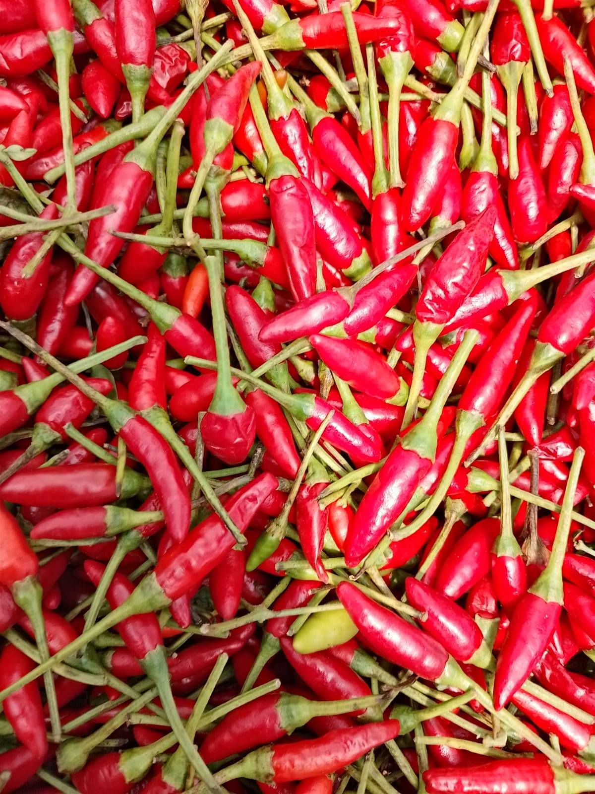Harvested chillies